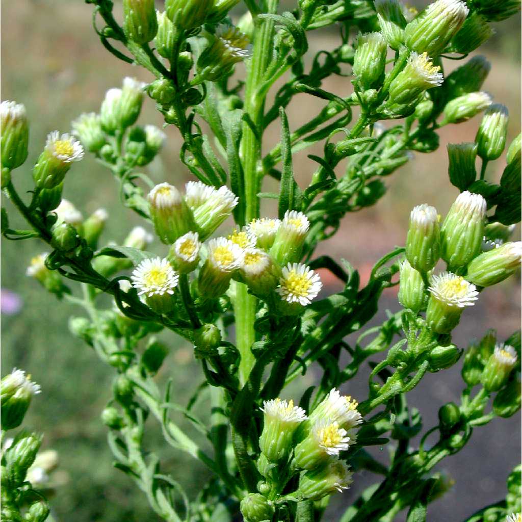 Horseweed