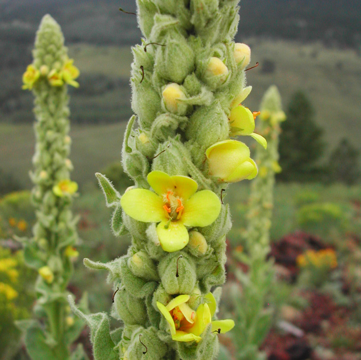 Mullein