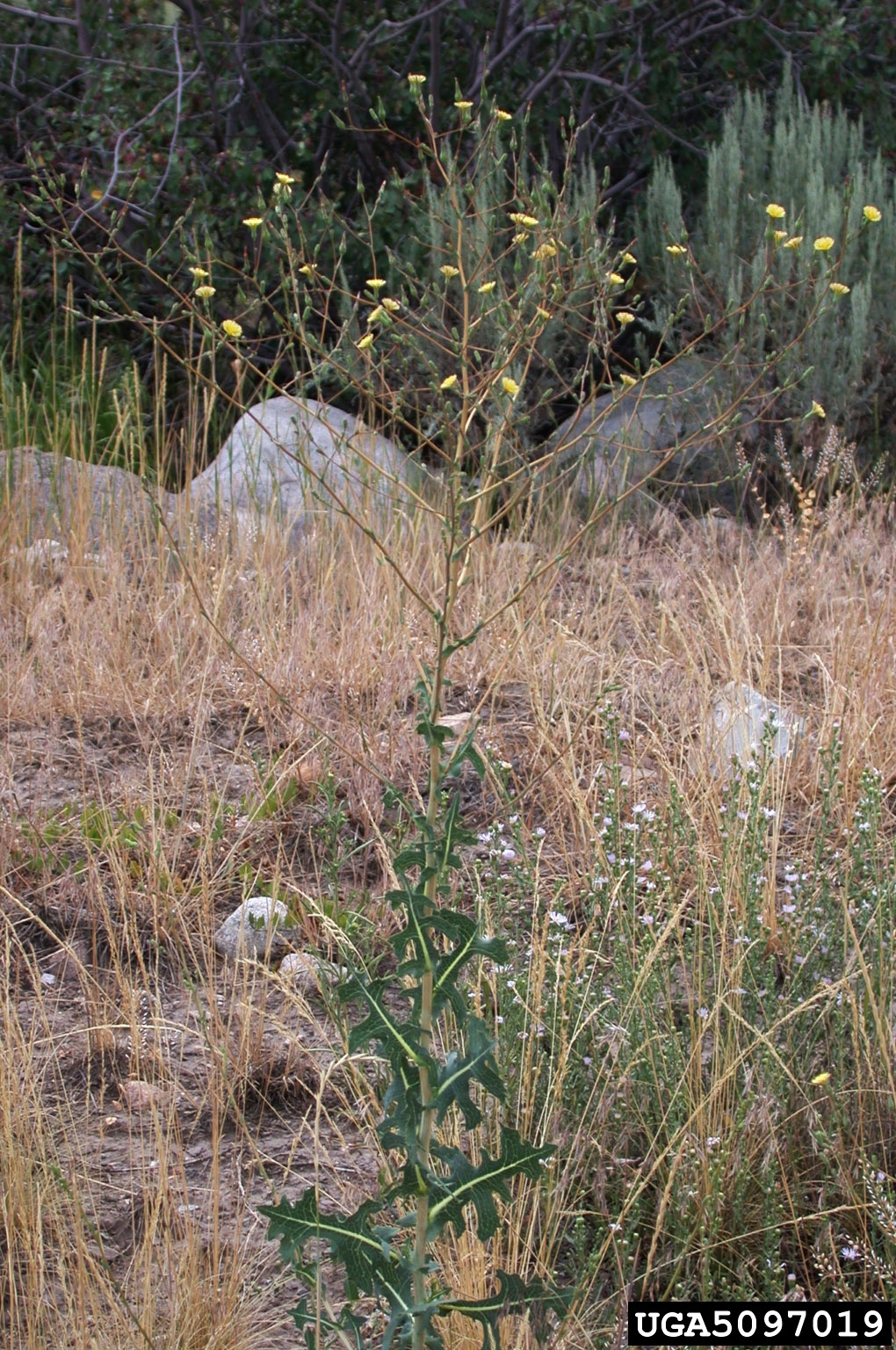 Prickly lettuce