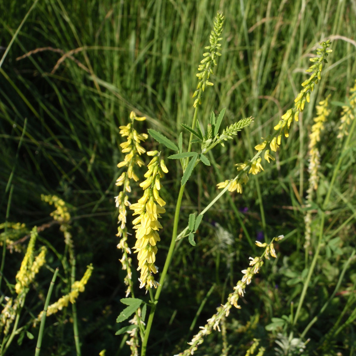 Sweetclover