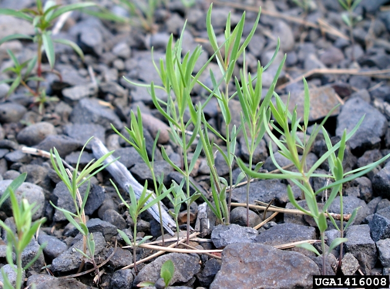 Dalmatian toadflax seedlings