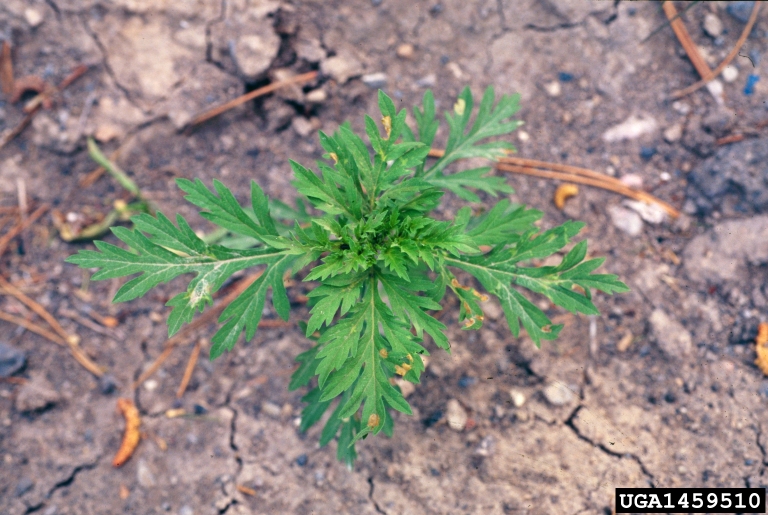 Immature ragweed