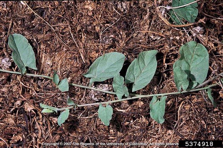 Field bindweed