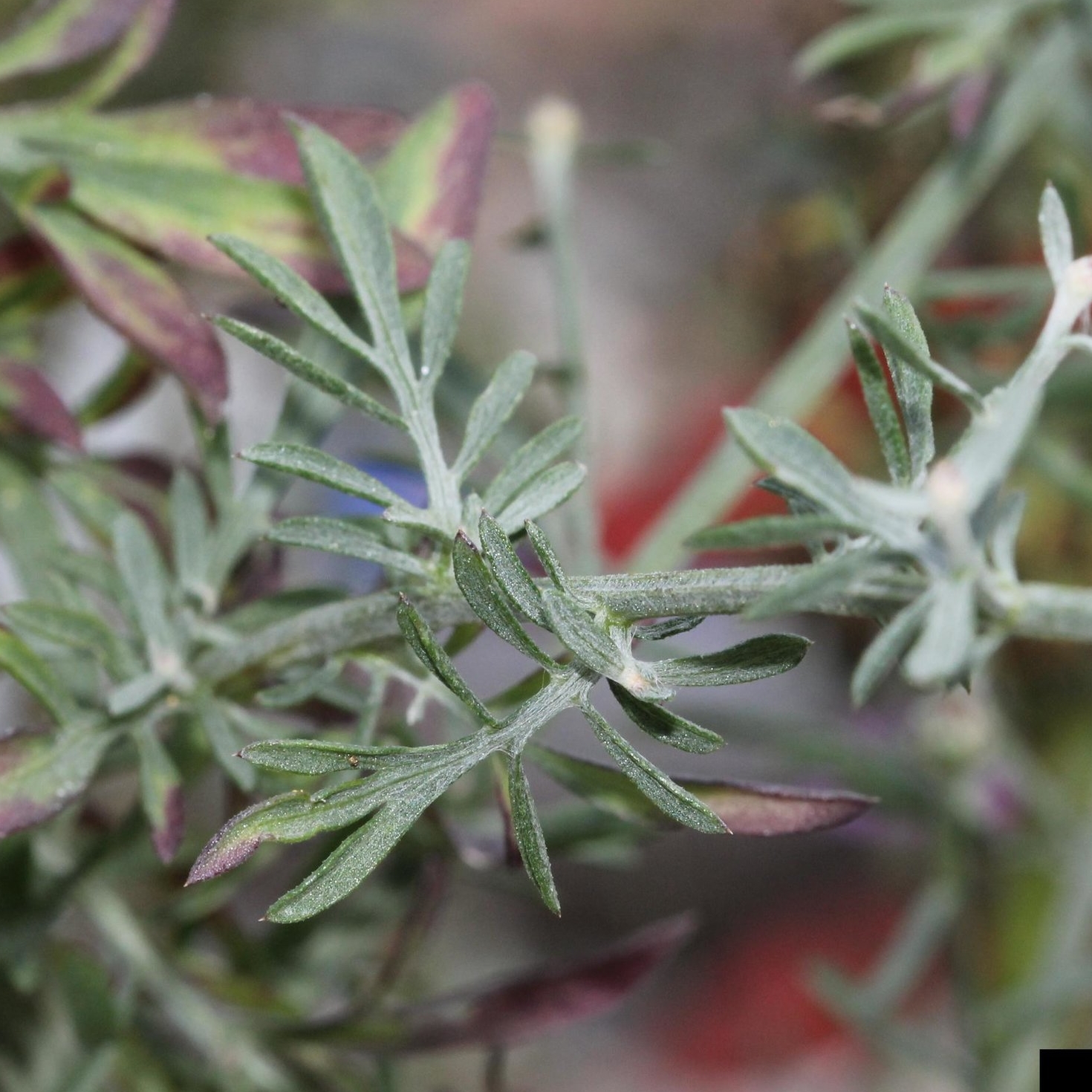 Spotted knapweed