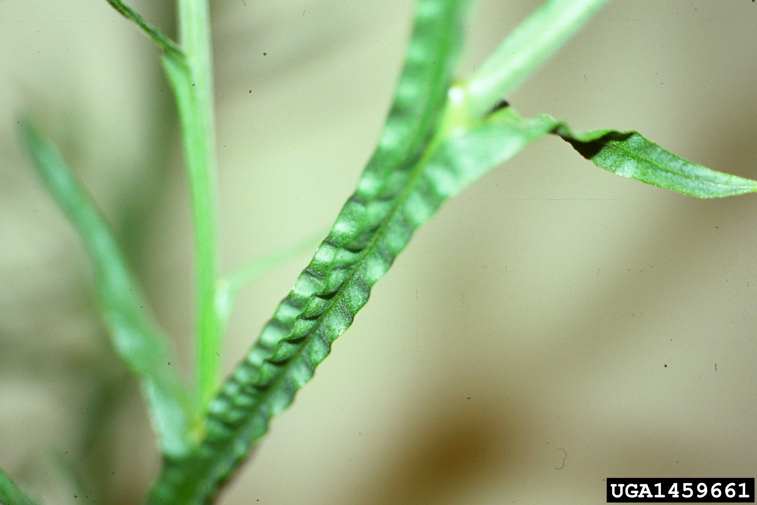 Yellow starthistle