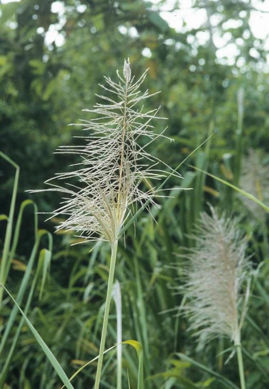 Pampas grass