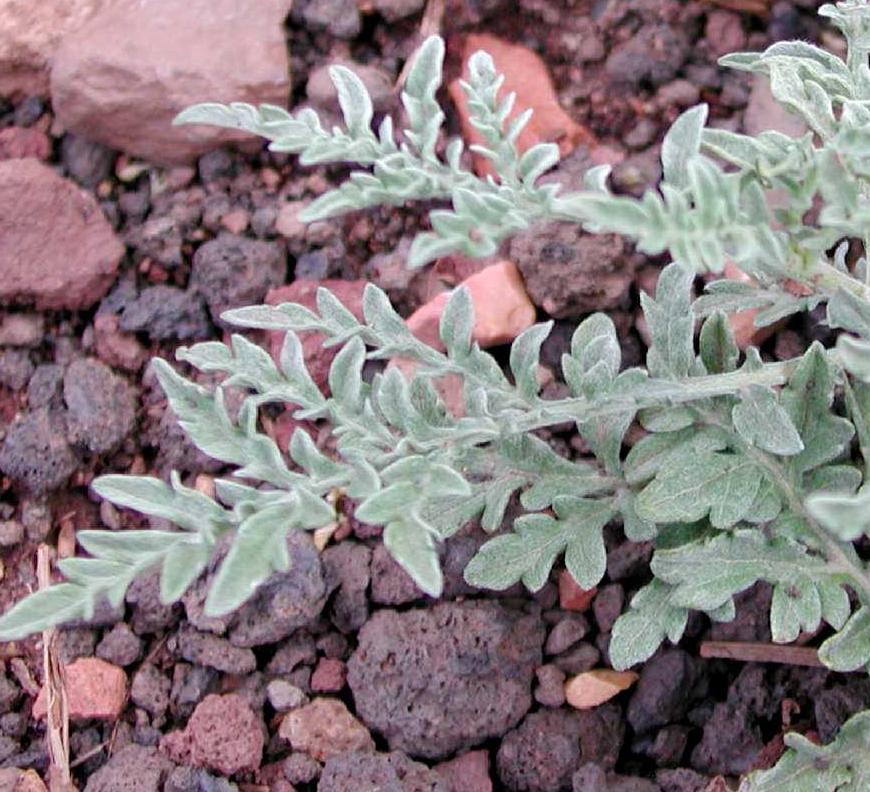 Skeletonleaf bursage